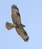 \ common buzzard