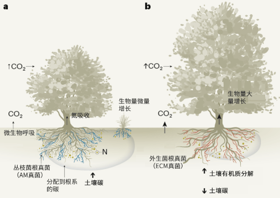 土壤中碳循环是如何进行的_CO2传感器SH-DS可检测土壤碳浓度