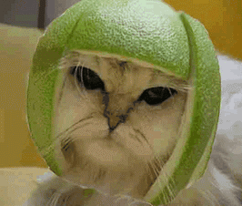 Ƥè.gif